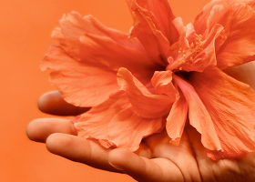 Mão segurando uma flor laranja